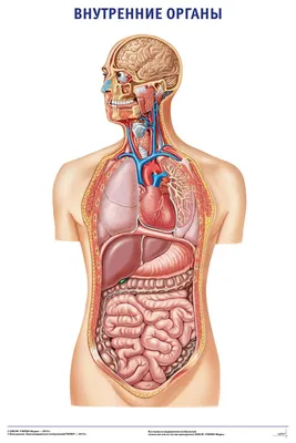 Внутренние органы человека Модель человеческого тела Стоковое Фото -  изображение насчитывающей кишечники, думмично: 88496576