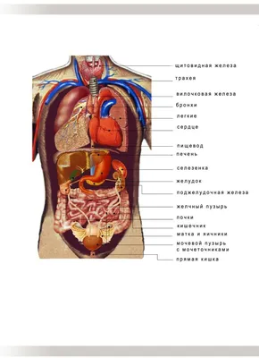 Фото органов человека: где находятся ключевые органы в организме?