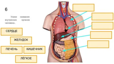 Ннутренние органы человека: картинки брюшной полости | Заболевания, Человек,  Диета при язве