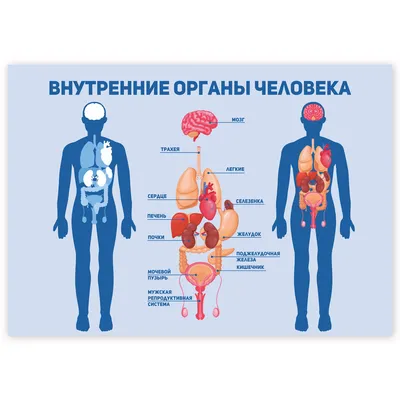 ВНУТРЕННИЕ ОРГАНЫ ЧЕЛОВЕКА / ИНТЕРЕСНЫЕ ФАКТЫ | Интересные факты | Дзен