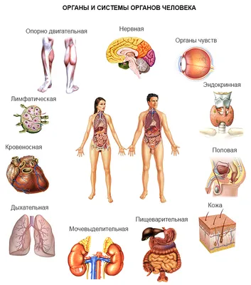 Строение внутренних органов человека | Уроки биологии, Углубленное изучение  биологии, Анатомия и физиология