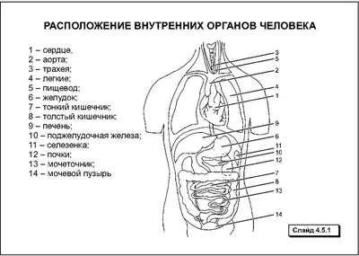 Внутренние Органы Человека Вектор Анатомии — стоковая векторная графика и  другие изображения на тему Человеческое тело - Человеческое тело,  Внутренний орган человека, Внутренний орган - iStock