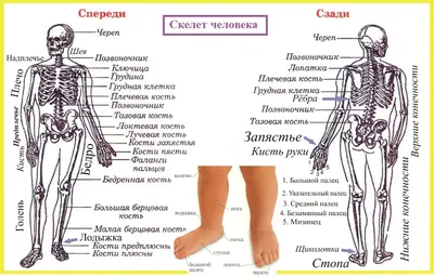 Внутренние органы человека: манекен, тренажёрный манекен, деталь лица  Стоковое Изображение - изображение насчитывающей анафеме, кукла: 156892041