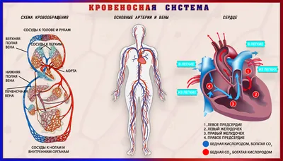 Как расположены внутренние органы человека, фото? | Биологически активные  точки, Рефлексология, Иглоукалывание