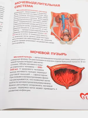 Строение человека (внутренние органы): 30 фото с надписями