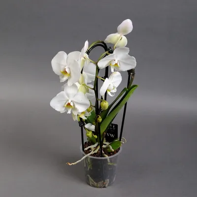 Орхидея Фаленопсис Кембридж 3 ствола (Phalaenopsis Cambridge)