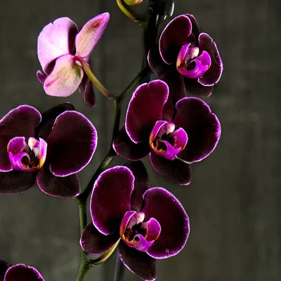 Орхидея фаленопсис розовая, 2 цветоноса (лат. Orchidaceae Phalaenopsis), d  12 | Flowers Valley