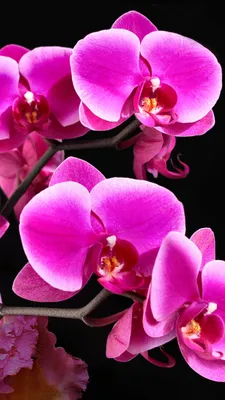 Mobile wallpaper: Orchid, Flowers, Flower, Earth, 1113145 download the  picture for free.