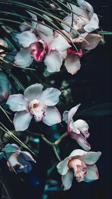 Орхидеи | Flower iphone wallpaper, Flower aesthetic, Flower phone wallpaper