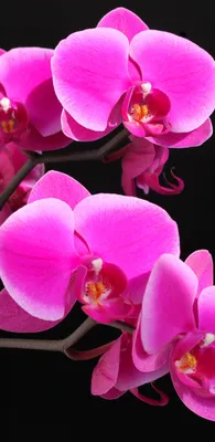 Relaxing Spa with Water, Stones, and Orchid