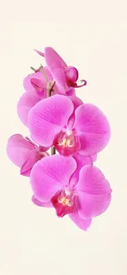 Обои орхидея, 5k, 4k, цветы, макро, белый, Orchid, 5k, 4k wallpaper,  flowers, macro, white, Природа #531… | Floral wallpaper phone, Orchid  wallpaper, White gardenia