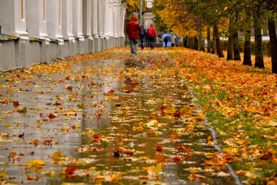 Запах осени / Дождь Осень Петергоф