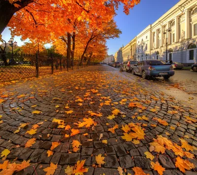 Золотая осень | Осенние картинки, Пейзажи, Осенние фотографии