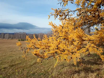 Золотая осень\" Фотообои. Изготовим точно под размер вашей стены. Заказать.