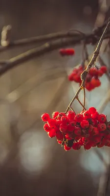 Как сделать красивые осенние фотографии на телефон | ONISFERA | ОНИСФЕРА |  Дзен