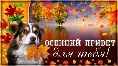 🍁🦃🌾🏵️🍂🏵️🌾🦃🍁 Привет Осенний! | Открытки, Осень, Картинки