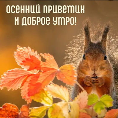 Утренний приветик от меня! #доброеутро #утреннийпривет #осень | TikTok