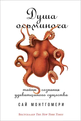 Беби-осьминог – Рыба и морепродукты в Калининграде и области