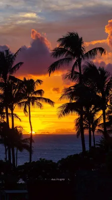 Wallpaper Ocean, 5k, 4k wallpaper, palms, sunset, Nature #5274 - Page 3