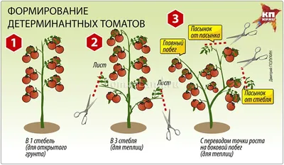 Пасынкование Помидоров В Картинках