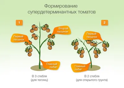 Пасынкование томатов. Как это делать правильно