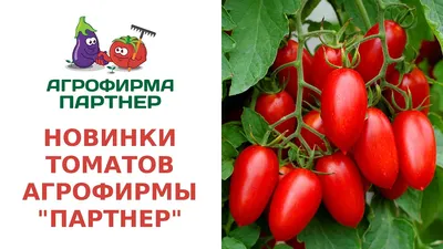 Выращивание рассады томатов в домашних условиях – правильно, пошаговая  инструкция с фото, видео