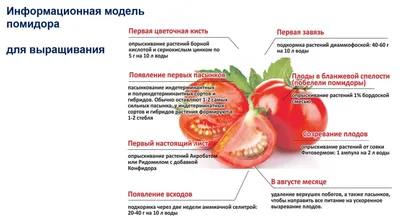 Как правильно пасынковать томаты: пошаговая инструкция в картинках