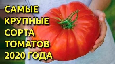 Как подвязать помидоры в теплице, как подвязать помидоры, как пасынковать  помидоры, как подкормить помидоры - 28 июня 2022 - chita.ru