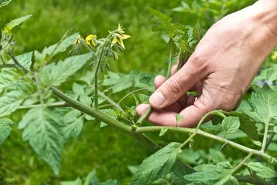 Крупные сорта помидоров – сладкие, лучшие🍅, топ-12, для открытого грунта,  теплиц, фото и названия с описанием