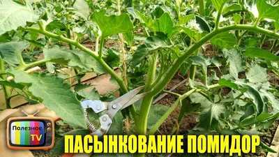 Нужно ли обрывать нижние листья у томатов? Когда и как правильно это  делать? Фото — Ботаничка