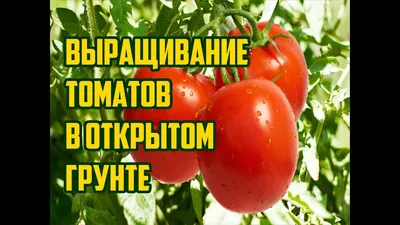 Томат Загадка природы: описание и характеристика сорта, выращивание и уход,  отзывы, фото и видео