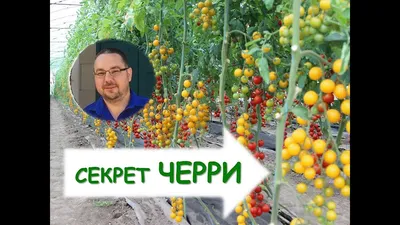 Скручиваются листья у помидоров: почему это происходит и что делать