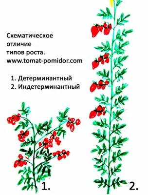 Томат Санька: описание сорта, ОТЗЫВЫ (103), фото Томат Санька