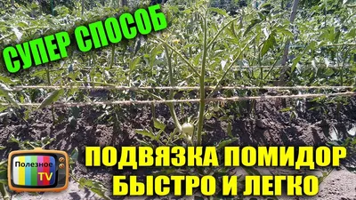 ТОМАТЫ ДЛЯ ЛЕНИВЫХ! Этот сорт не болеет, не требует пасынкования и подвязки  - YouTube