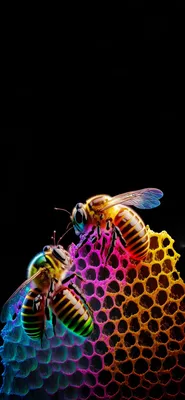 Honey Bee Wallpapers, HD Honey Bee Backgrounds, Free Images Download