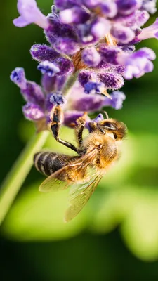 Photos Bees Insects Bokeh animal Closeup 1080x1920