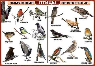 Работа — Перелётные птицы., автор Селюнин Данил, Вершута Дарья