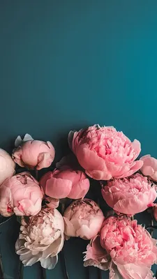 https://ift.tt/2PK1RdN ideas Photography Landscape photography Photography  tips https://ift.tt/2Jt… | Flower phone wallpaper, Flower aesthetic,  Flowers photography