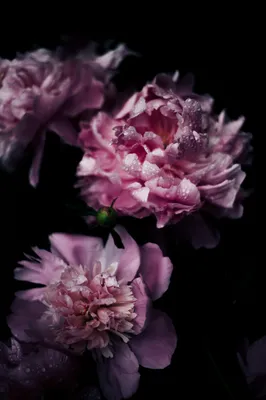 Обои пионы, 5k, 4k, розовые, забор, эфект, peonies, 5k, 4k wallpaper, pink,  fence, effects, Природа #652