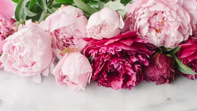 Открытка из приложения Кефир: https://kefirapp.com/c/3377432 | Peony  wallpaper, Flower phone wallpaper, Floral wallpaper