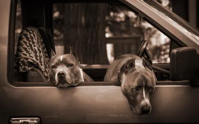 tmt_pit_bulls