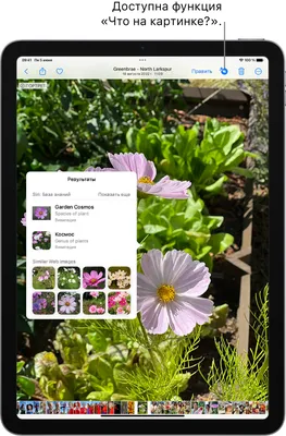 Распознавание объектов на фото и видео с помощью функции «Что на картинке?»  на iPad - Служба поддержки Apple (RU)