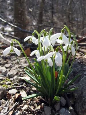 Подснежник белоснежный / Galanthus nivalis - Луковицы Подснежников - купить  недорого подснежники в Москве в интернет-магазине Сад вашей мечты