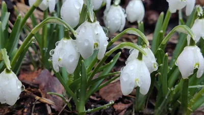 История про подснежник – блог Leto Flowers