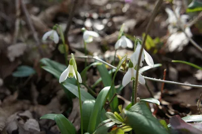 Galanthus Nivalis подснежник в саду Стоковое Фото - изображение  насчитывающей культивирование, цветок: 215582632