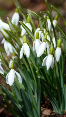 Download wallpaper: Gorgeous snowdrops 1242x2208