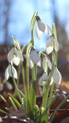 Image Spring Flowers Galanthus Closeup 1080x1920