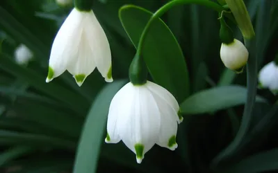 Snowdrops Wallpapers - Wallpaper Cave