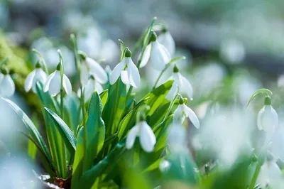 Wallpaper Spring Forests Flowers Snowdrops Moss Many 1080x1920