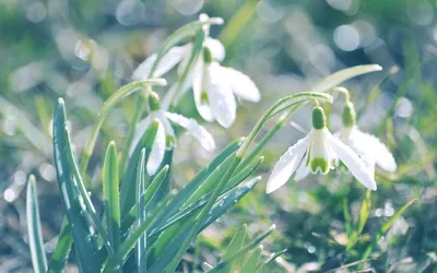 HD wallpaper: nature, snowdrop, spring, flower, white, ladybird, green,  flowering plant | Wallpaper Flare